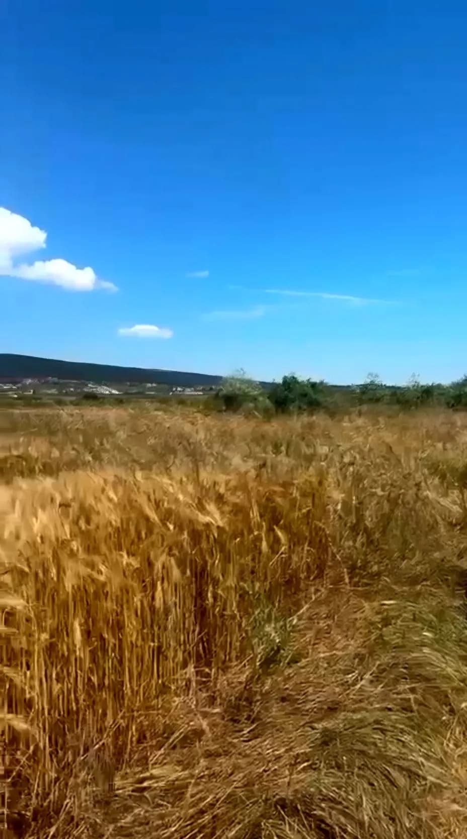 Rekreasyon Kompleksi İçin 0,5 Hektarlık Düz Arsa Satışa Hazır