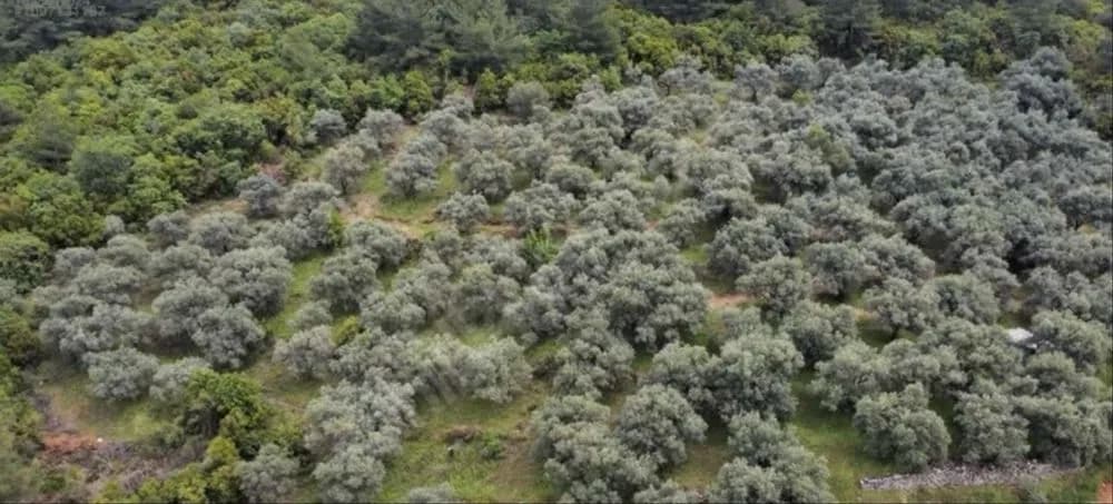 Yüzlerce Yıllık Zeytin Ağaçları İçeren Zeytin Bahçesi - Efes, Kuşadası ve Meryem Ana Evi Yakınında